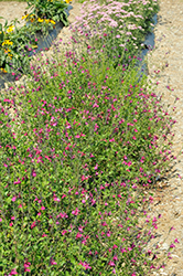 Cherry Lips Sage (Salvia greggii 'Dysceri') at A Very Successful Garden Center