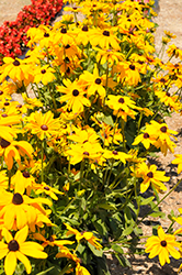 Cheyenne Gold Coneflower (Rudbeckia hirta 'Cheyenne Gold') at A Very Successful Garden Center