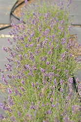 SuperBlue Lavender (Lavandula angustifolia 'SuperBlue') at A Very Successful Garden Center