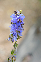 Pacific Giant Blue Jay Larkspur (Delphinium 'Blue Jay') at A Very Successful Garden Center