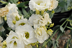 Echo Pure White Lisianthus (Eustoma grandiflorum 'Echo Pure White') at A Very Successful Garden Center