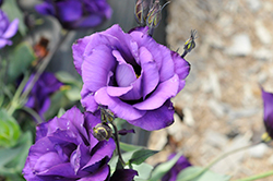 Echo Purple Lisianthus (Eustoma grandiflorum 'Echo Purple') at A Very Successful Garden Center