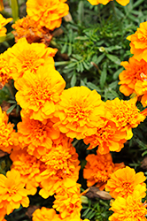 Happy Orange Marigold (Tagetes patula 'Happy Orange') at A Very Successful Garden Center