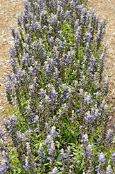 Sallyfun Blue Ice Salvia (Salvia farinacea 'Sallyfun Blue Ice') at A Very Successful Garden Center
