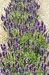 Farina Violet Salvia (Salvia farinacea 'Farina Violet') at A Very Successful Garden Center