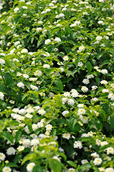 Landmark White Lantana (Lantana camara 'Balucwhit') at A Very Successful Garden Center
