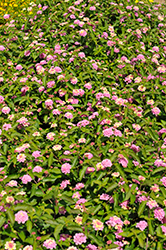Landscape Bandana Pink Lantana (Lantana camara 'Landscape Bandana Pink') at A Very Successful Garden Center