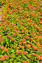 Landscape Bandana Red Lantana (Lantana camara 'Landscape Bandana Red') at A Very Successful Garden Center