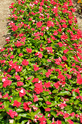 Mega Bloom Dark Red Vinca (Catharanthus roseus 'Mega Bloom Dark Red') at Lakeshore Garden Centres