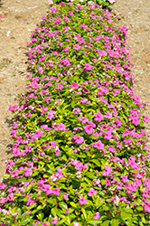 Pacifica XP Lilac Vinca (Catharanthus roseus 'Pacifica XP Lilac') at A Very Successful Garden Center