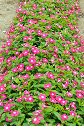 Pacifica XP Magenta Halo Vinca (Catharanthus roseus 'Pacifica XP Magenta Halo') at Lakeshore Garden Centres