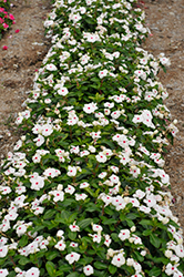 Pacifica XP Polka Dot Vinca (Catharanthus roseus 'Pacifica XP Polka Dot') at A Very Successful Garden Center