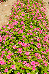 Pacifica XP Punch Vinca (Catharanthus roseus 'Pacifica XP Punch') at Lakeshore Garden Centres