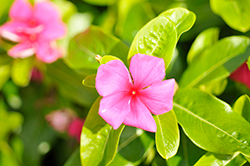 Pacifica XP Punch Vinca (Catharanthus roseus 'Pacifica XP Punch') at A Very Successful Garden Center