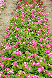 Pacifica XP Rose Halo Vinca (Catharanthus roseus 'Pacifica XP Rose Halo') at A Very Successful Garden Center