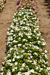Pacifica XP White Vinca (Catharanthus roseus 'Pacifica XP White') at Lakeshore Garden Centres