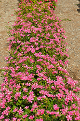 Soiree Double Pink Sky Vinca (Catharanthus roseus 'Soiree Double Pink Sky') at Lakeshore Garden Centres