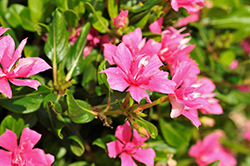 Soiree Double Pink Sky Vinca (Catharanthus roseus 'Soiree Double Pink Sky') at A Very Successful Garden Center