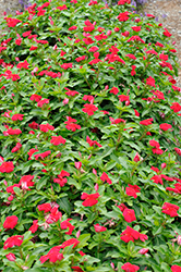 Vitesse Dark Red Vinca (Catharanthus roseus 'Vitesse Dark Red') at Lakeshore Garden Centres