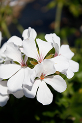 Marcada White Geranium (Pelargonium 'KLEIP19284') at A Very Successful Garden Center