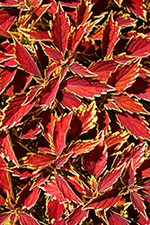 FlameThrower Cajun Spice Coleus (Solenostemon scutellarioides 'UF15-11-3') at Lakeshore Garden Centres