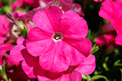 FotoFinish Pink Petunia (Petunia 'FotoFinish Pink') at A Very Successful Garden Center
