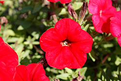 FotoFinish Red Petunia (Petunia 'FotoFinish Red') at A Very Successful Garden Center