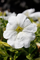 FotoFinish White Petunia (Petunia 'FotoFinish White') at Lakeshore Garden Centres