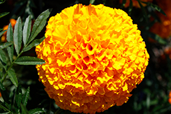 Big Duck Orange Marigold (Tagetes erecta 'Big Duck Orange') at A Very Successful Garden Center