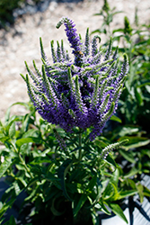 Baby Bloomer Blue Speedwell (Veronica 'Baby Bloomer Blue') at Lakeshore Garden Centres