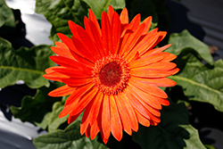 Majorette Orange Dark Eye Gerbera Daisy (Gerbera 'Majorette Orange Dark Eye') at A Very Successful Garden Center