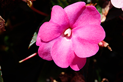 SunPatiens Compact Hot Pink New Guinea Impatiens (Impatiens 'SAKIMP061') at Lakeshore Garden Centres