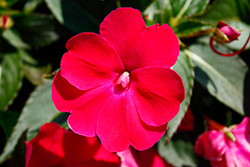 SunPatiens Compact Rose Glow New Guinea Impatiens (Impatiens 'SAKIMP061') at A Very Successful Garden Center