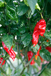 Bhut Jolokia Red Hot Pepper (Capsicum chinense 'Bhut Jolokia Red') at A Very Successful Garden Center