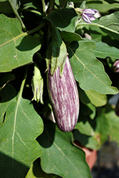 Jewel Marble Eggplant (Solanum melongena 'Jewel Marble') at A Very Successful Garden Center