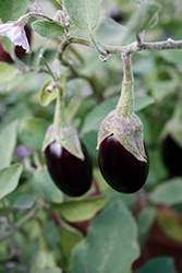 Jewel Jet Eggplant (Solanum melongena 'Jewel Jet') at A Very Successful Garden Center