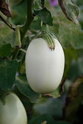 Jewel Jade Eggplant (Solanum melongena 'Jewel Jade') at A Very Successful Garden Center