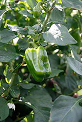 Aroma Hot Pepper (Capsicum chinense 'Hot Aroma') at A Very Successful Garden Center
