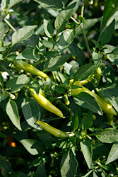 Gusto Green Pepper (Capsicum annuum 'Gusto Green') at A Very Successful Garden Center
