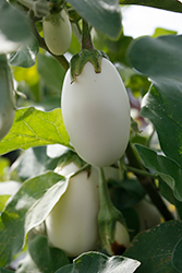 Jewel Ivory Eggplant (Solanum melongena 'Jewel Ivory') at A Very Successful Garden Center