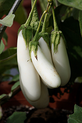 White Fingers Eggplant (Solanum melongena 'White Fingers') at A Very Successful Garden Center