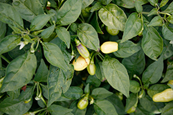 White Heat Habanero Pepper (Capsicum chinense 'Hot Habanero White Heat') at A Very Successful Garden Center