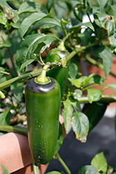 Paquime Jalapeno Pepper (Capsicum annuum 'Paquime') at A Very Successful Garden Center
