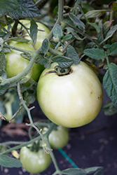 Summerpick Tomato (Solanum lycopersicum 'Summerpick') at A Very Successful Garden Center