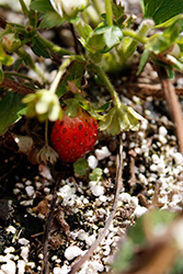 Berried Treasure White Strawberry (Fragaria ananassa 'Berried Treasure White') at A Very Successful Garden Center