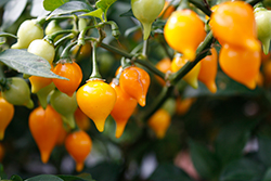 Yellow Biquinho Hot Pepper (Capsicum chinense 'Yellow Biquinho') at A Very Successful Garden Center