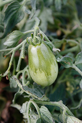 Peardrops Tomato (Solanum lycopersicum 'Peardrops') at A Very Successful Garden Center