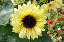 Valentine Sunflower (Helianthus annuus 'Valentine') at A Very Successful Garden Center