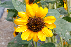 Sonja Sunflower (Helianthus annuus 'Sonja') at Lakeshore Garden Centres
