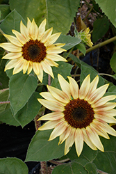 Musicbox Sunflower (Helianthus annuus 'Musicbox') at A Very Successful Garden Center